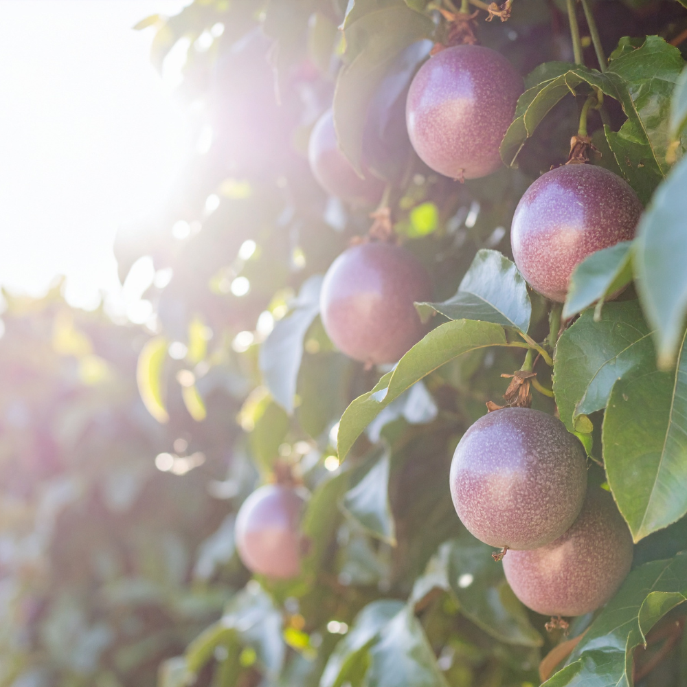 black-passionfruit-diacos-local-garden-nursery4.png
