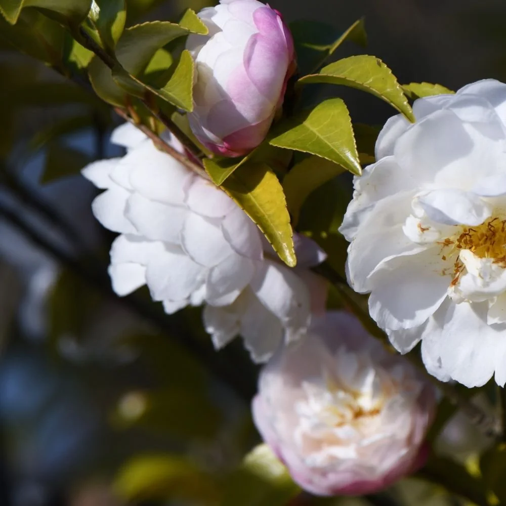 Camellia sasanqua Slimline Avalanche-diacos-garden-nursery2.jpg