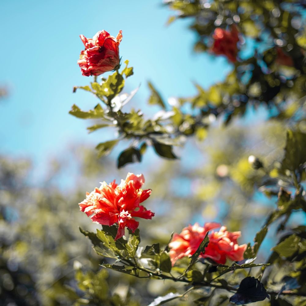 Hibiscus Rio Clara Series (pink, red, orange, white, yellow)12.jpg