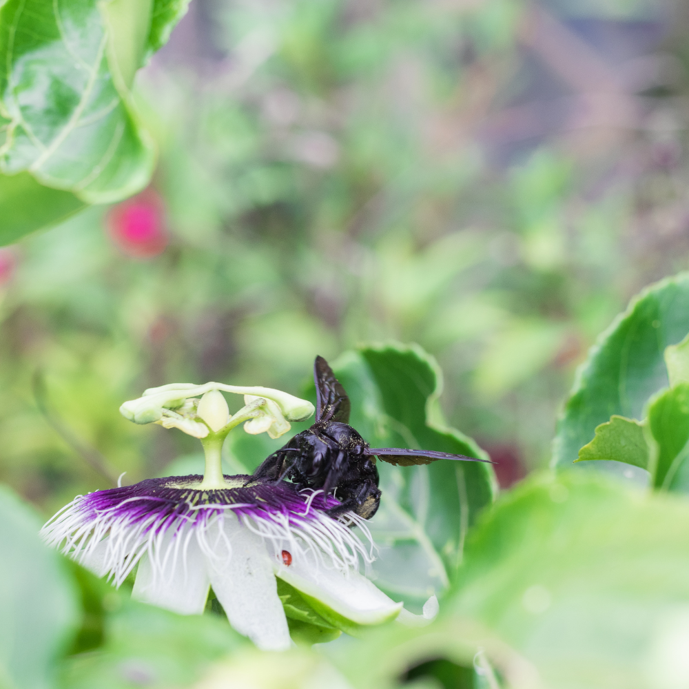 black-passionfruit-diacos-local-garden-nursery3.png