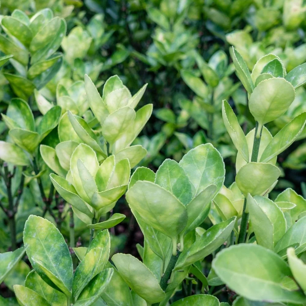 Euonymus japonicus 'Tom Thumb'-diacos-garden-nursery2.jpg