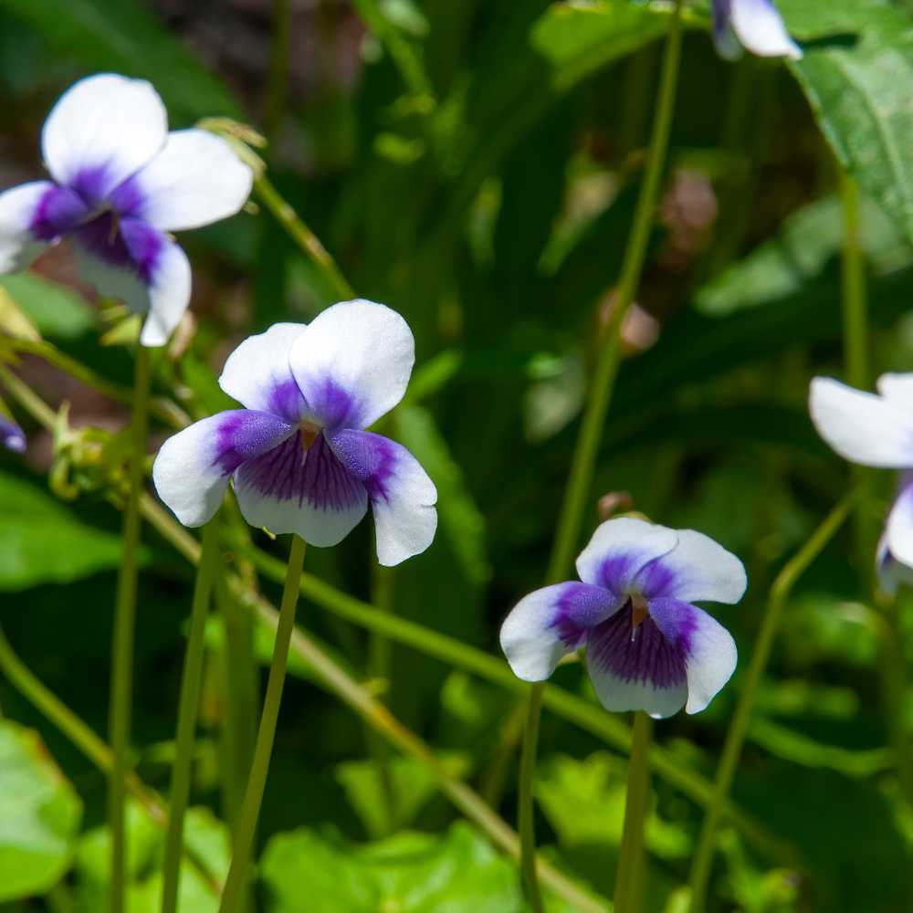 Viola hederacea australian violet native1.png