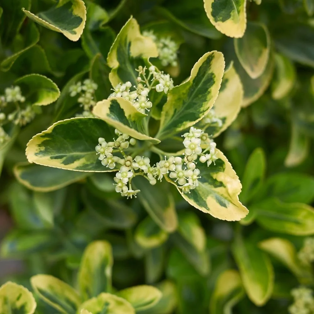 Euonymus japonicus 'Tom Thumb'-diacos-garden-nursery3.jpg