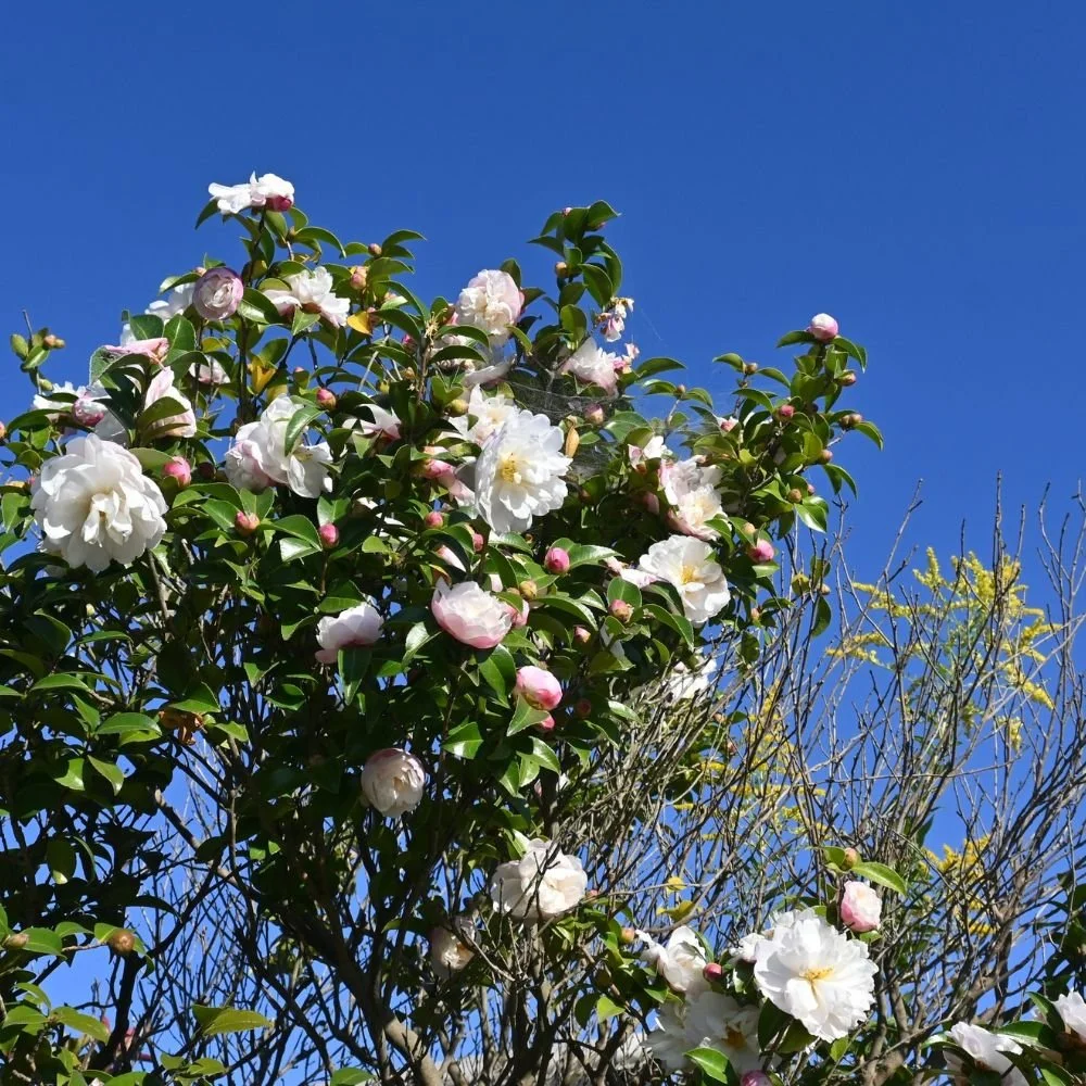 Camellia sasanqua Slimline Avalanche-diacos-garden-nursery4.jpg