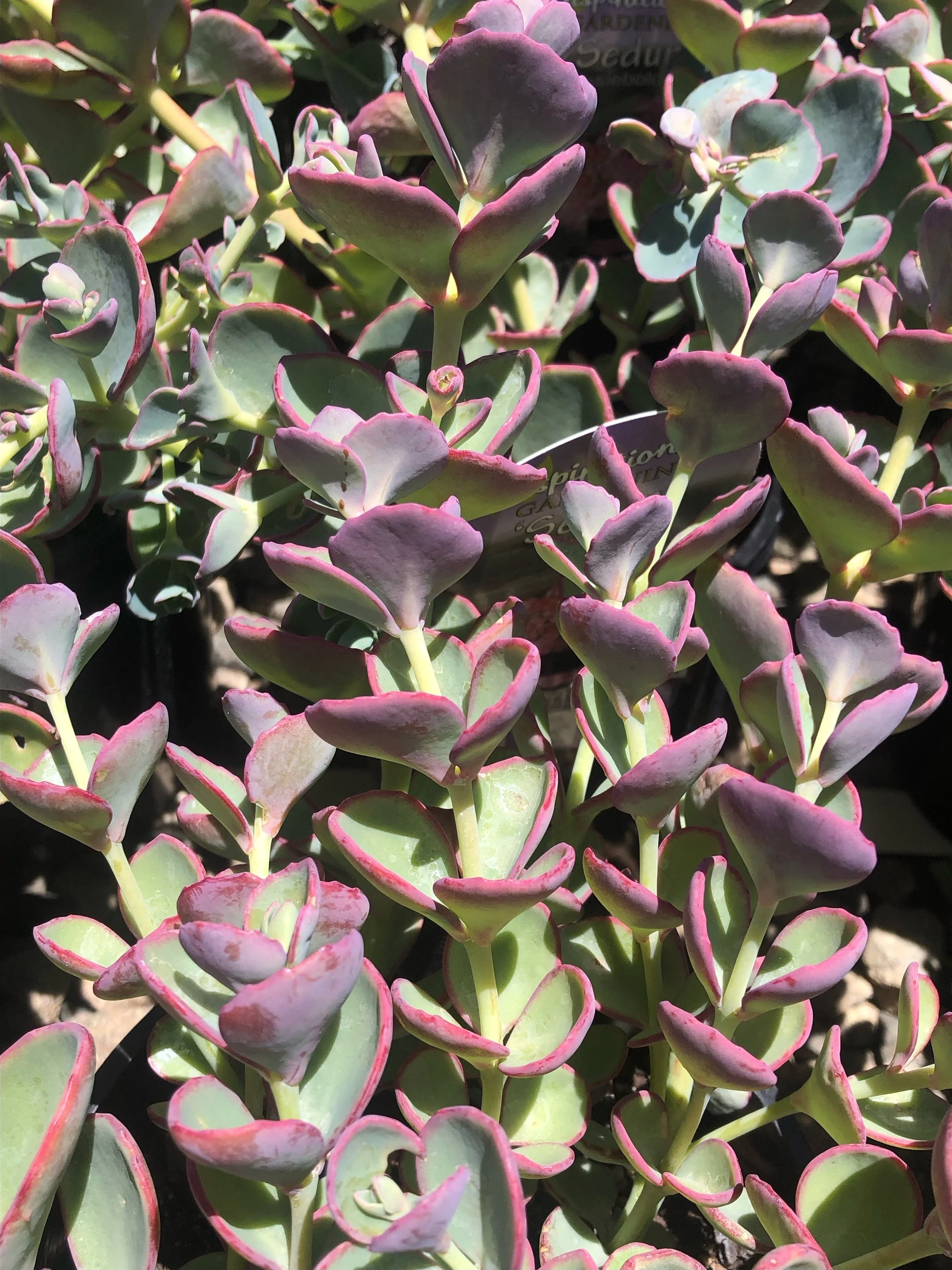 Sedum Dragon