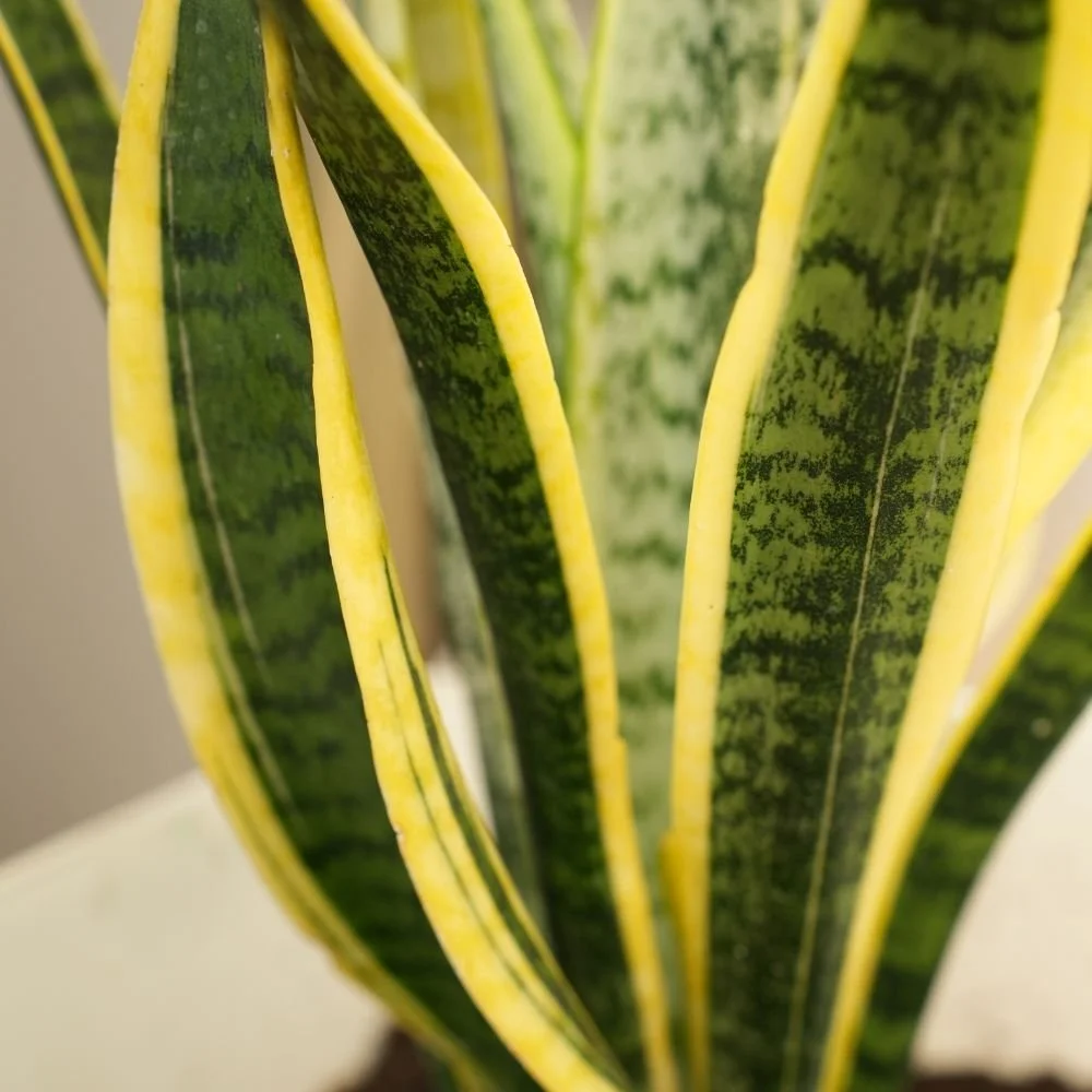Sansevieria Mother In Law's Tongue-diacos-garden-nursery1.jpg