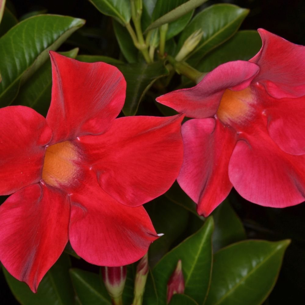 Mandevilla - Aloha Series (red, white and pink) diacos-garden-nursery6.jpg