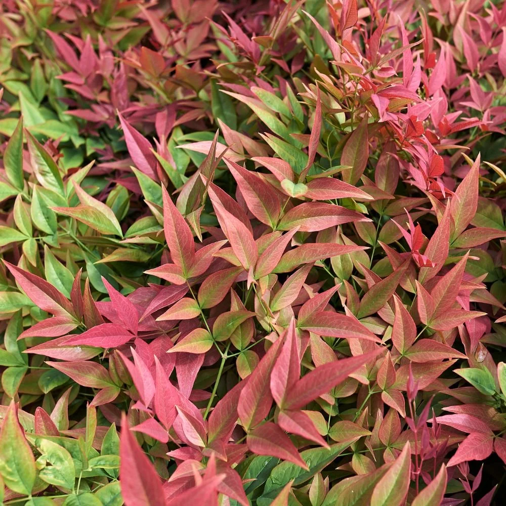 Moon Bay Nandina-diacos-garden-nursery2.jpg