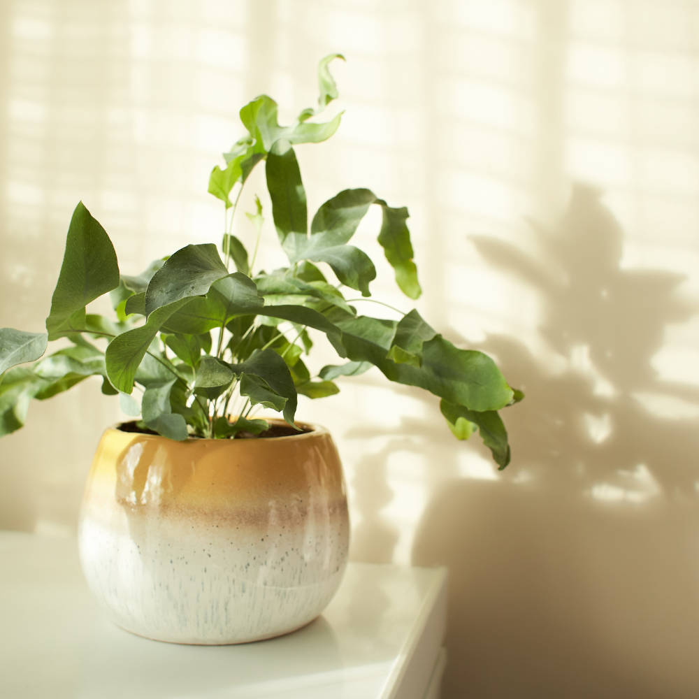 Phlebodium aureum 'Blue Star'.png