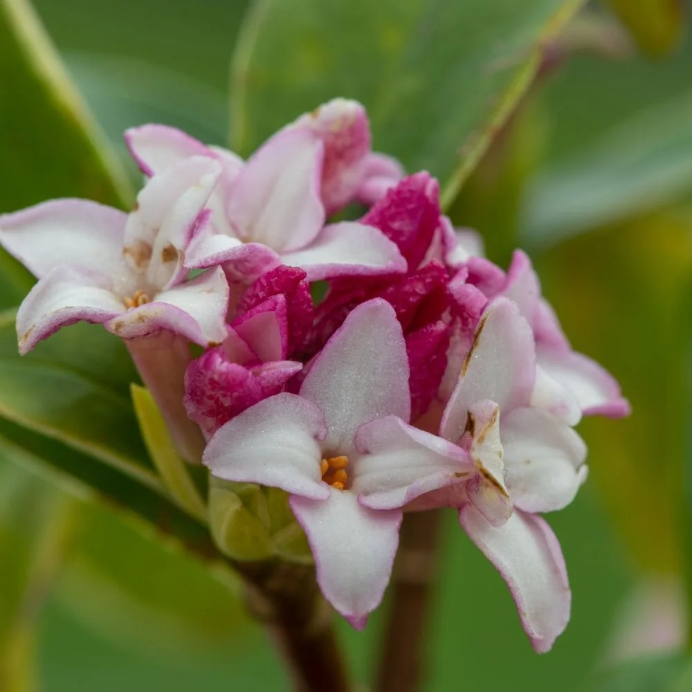 Daphne Perfume Princess White-diacos-garden-nursery4.jpg