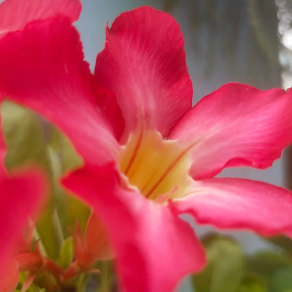 Mandevilla - Aloha Series (red, white and pink) diacos-garden-nursery7.jpg
