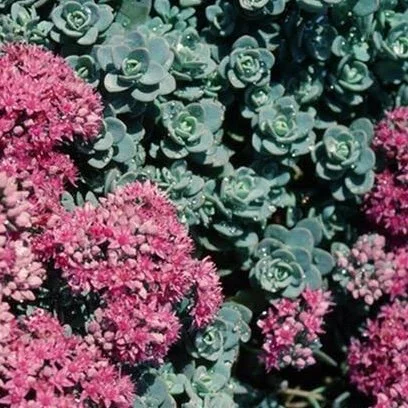 sedum-rose-carpet-diacos-garden-nursery.JPG