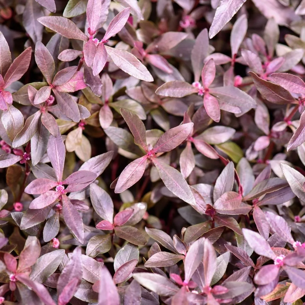 Alternanthera Little Ruby Diacos Garden Nursery5.jpg