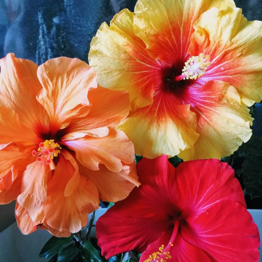 Hibiscus Rio Clara Series (pink, red, orange, white, yellow)10.jpg