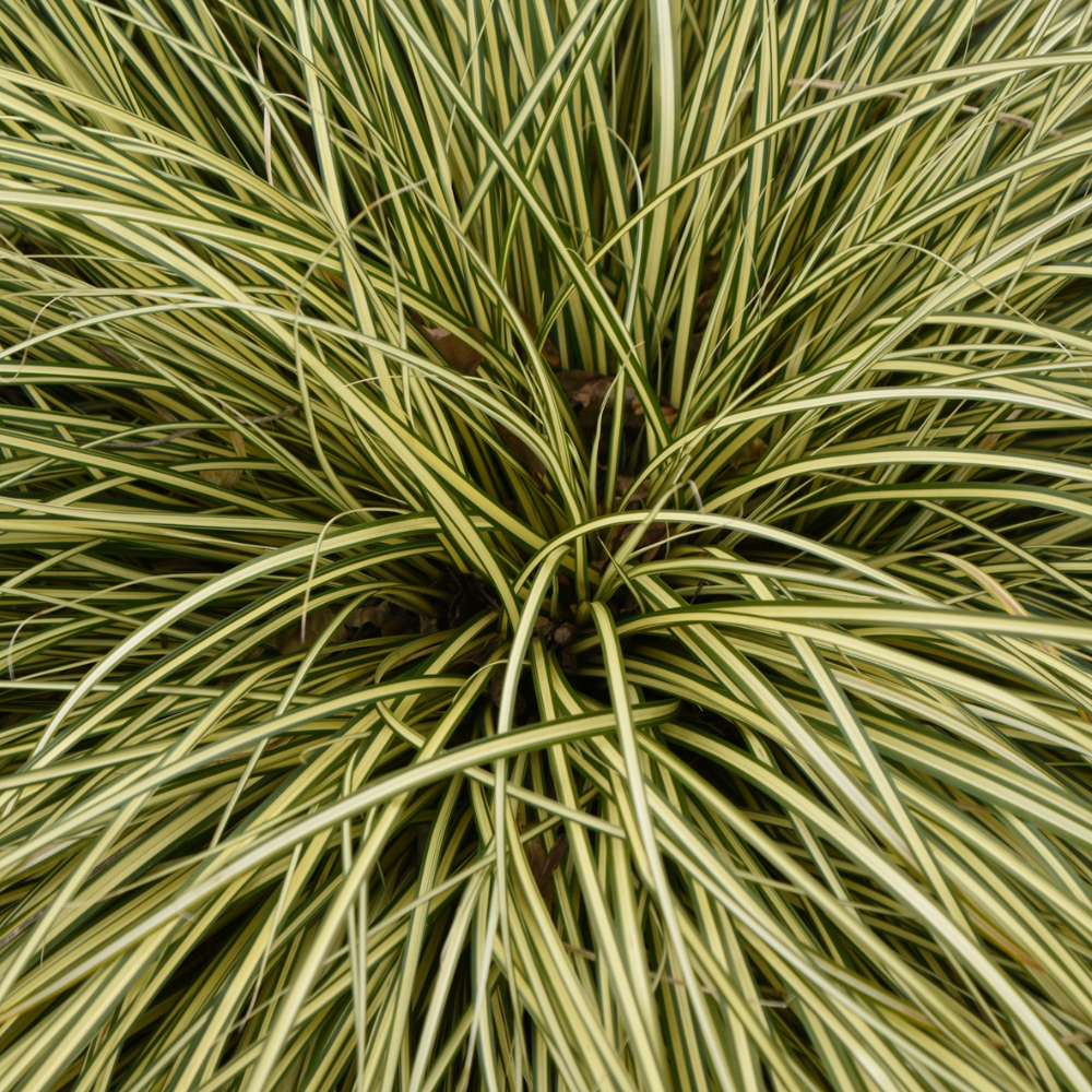 Carex albula frosted curls1.png