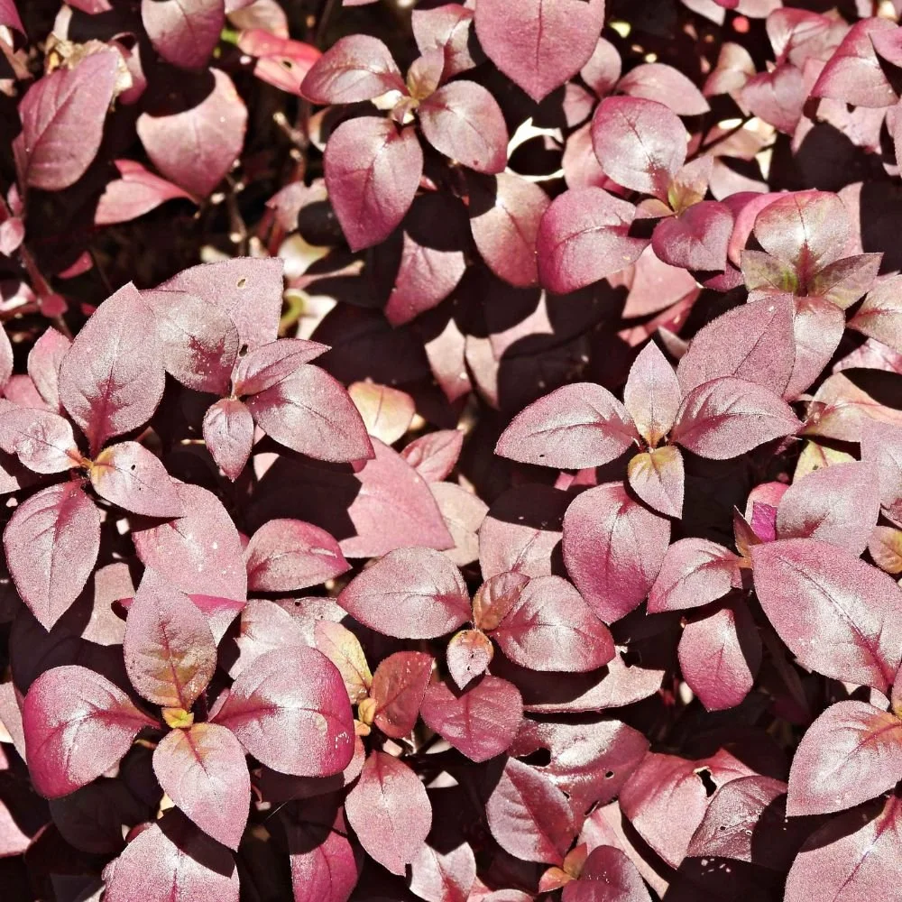 Alternanthera Little Ruby Diacos Garden Nursery3.jpg