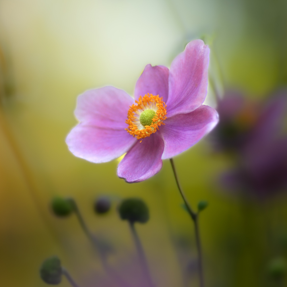 Anemone Fantasy Belle (deep pink)4.png