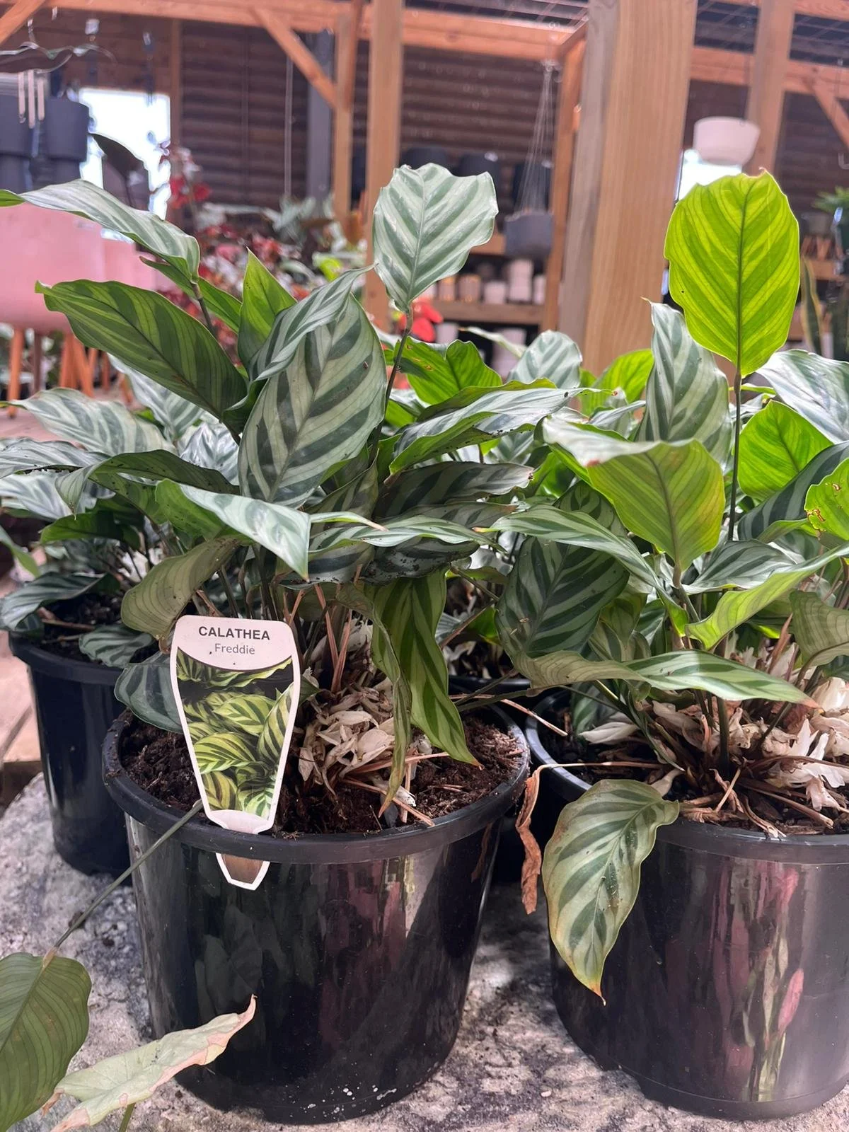 WhatsApp Image 2025-12-17 at 15.35.04 (1).jpeg