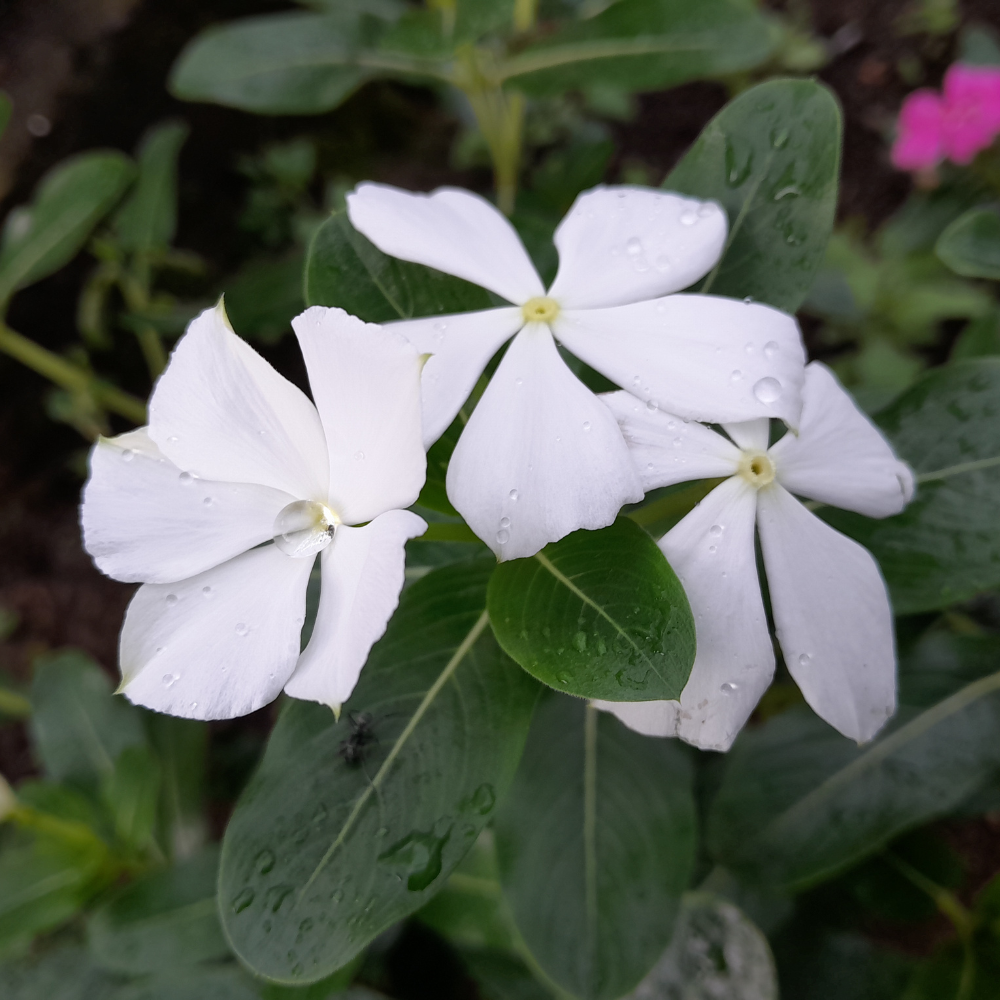 Vinca Minor Alba1.png