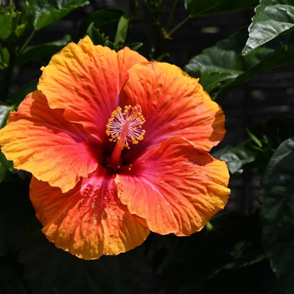 Hibiscus Rio Clara Series (pink, red, orange, white, yellow)2.jpg
