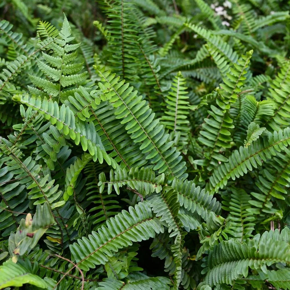 The Macho Fern (Nephrolepis)-diacos-garden-nursery2.jpg