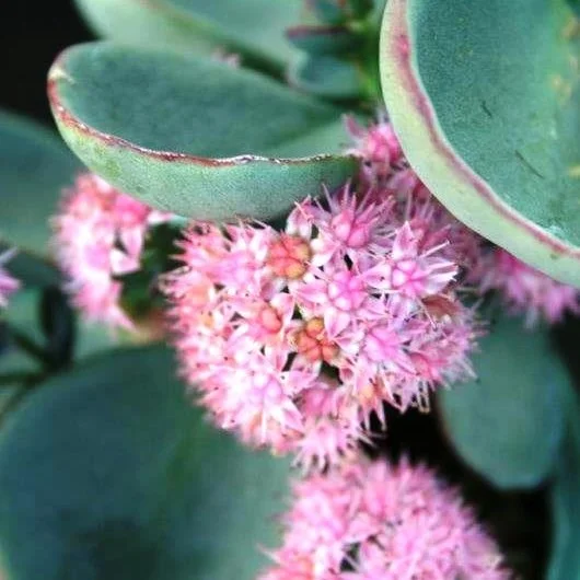 Sedum spurium 'Dragon's Blood' Diacos Garden Nursery5.JPG
