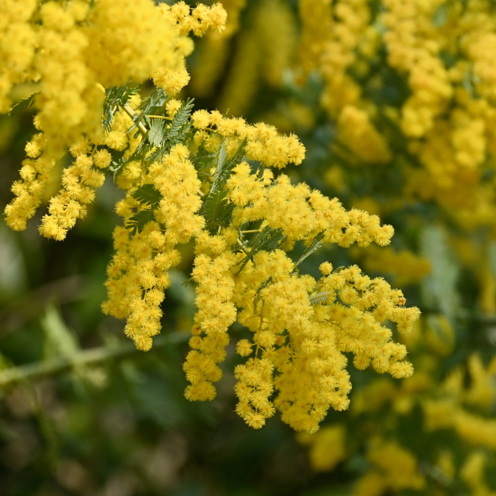 Acacia Sterling Silver4.png