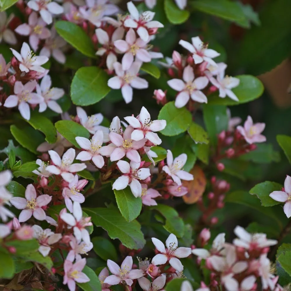 Rhaphiolepis indica 'Snow Maiden'-diacos-garden-nursery1.jpg