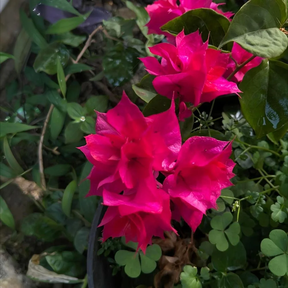 Mandevilla - Aloha Series (red, white and pink) diacos-garden-nursery-1.jpg