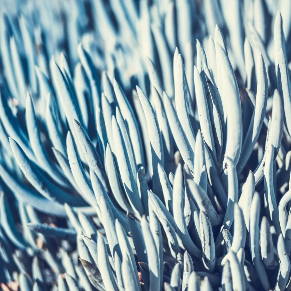 Senecio serpens-diacos-garden-nursery1.jpg