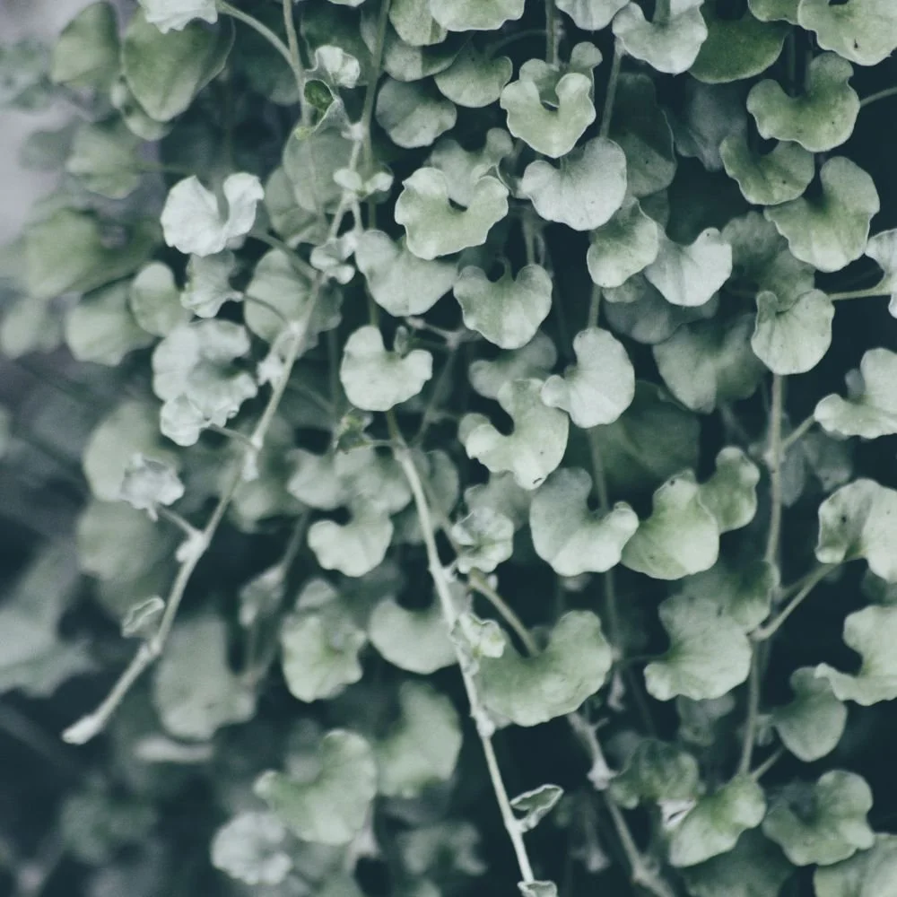 Dichondra Silver Falls-diacos-garden-nursery2.jpg