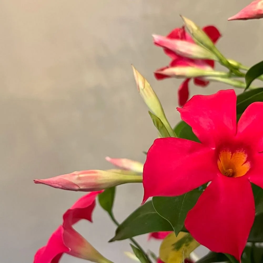 Mandevilla - Aloha Series (red, white and pink) diacos-garden-nursery9.jpg