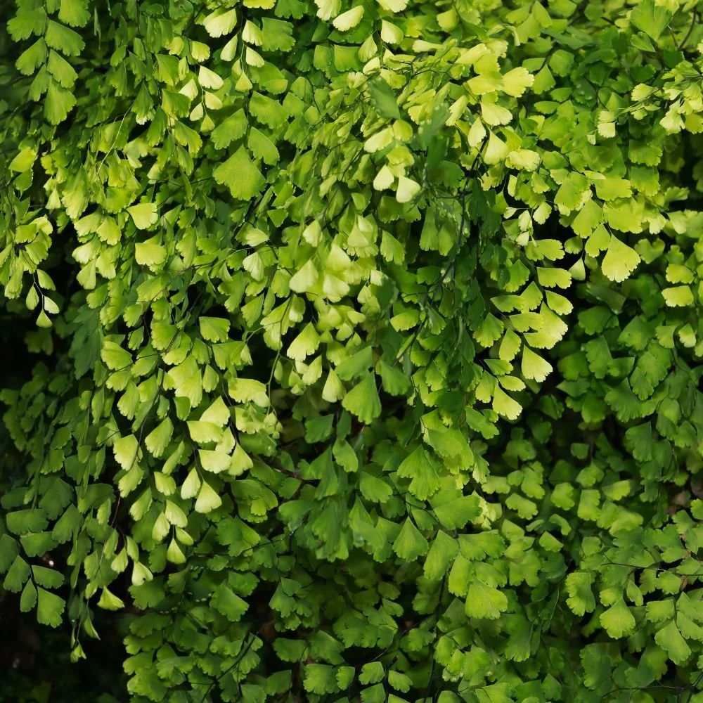 Maidenhair Fern (Fragrans)-diacos-garden-nursery1.jpg
