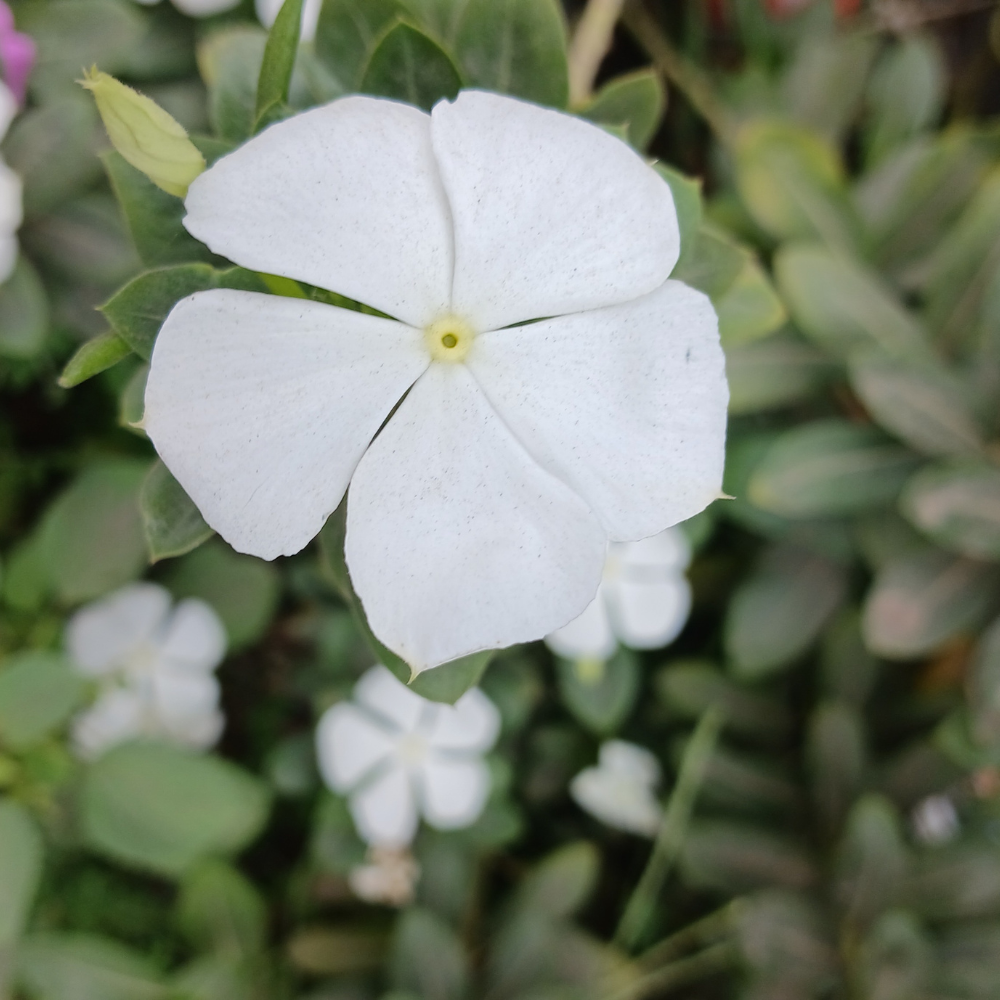 Vinca Minor Alba3.png