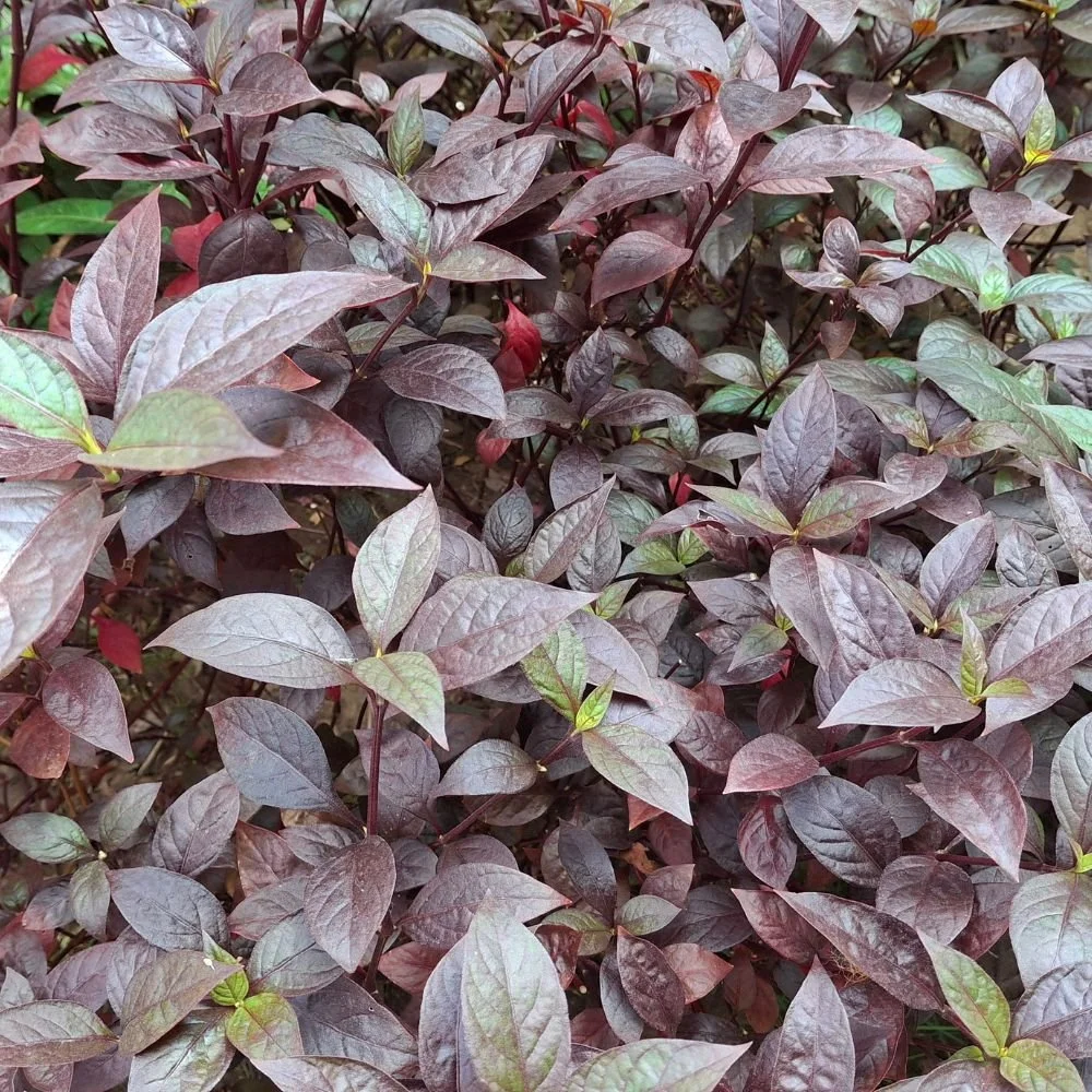 Alternanthera Little Ruby Diacos Garden Nursery2.jpg