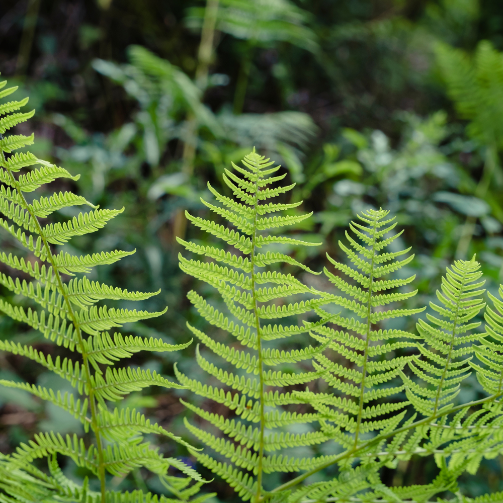 Fern Silver Lady1.png