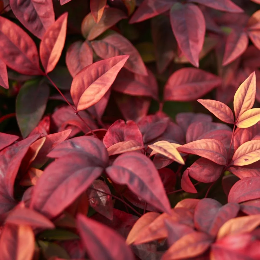 Moon Bay Nandina-diacos-garden-nursery3.jpg