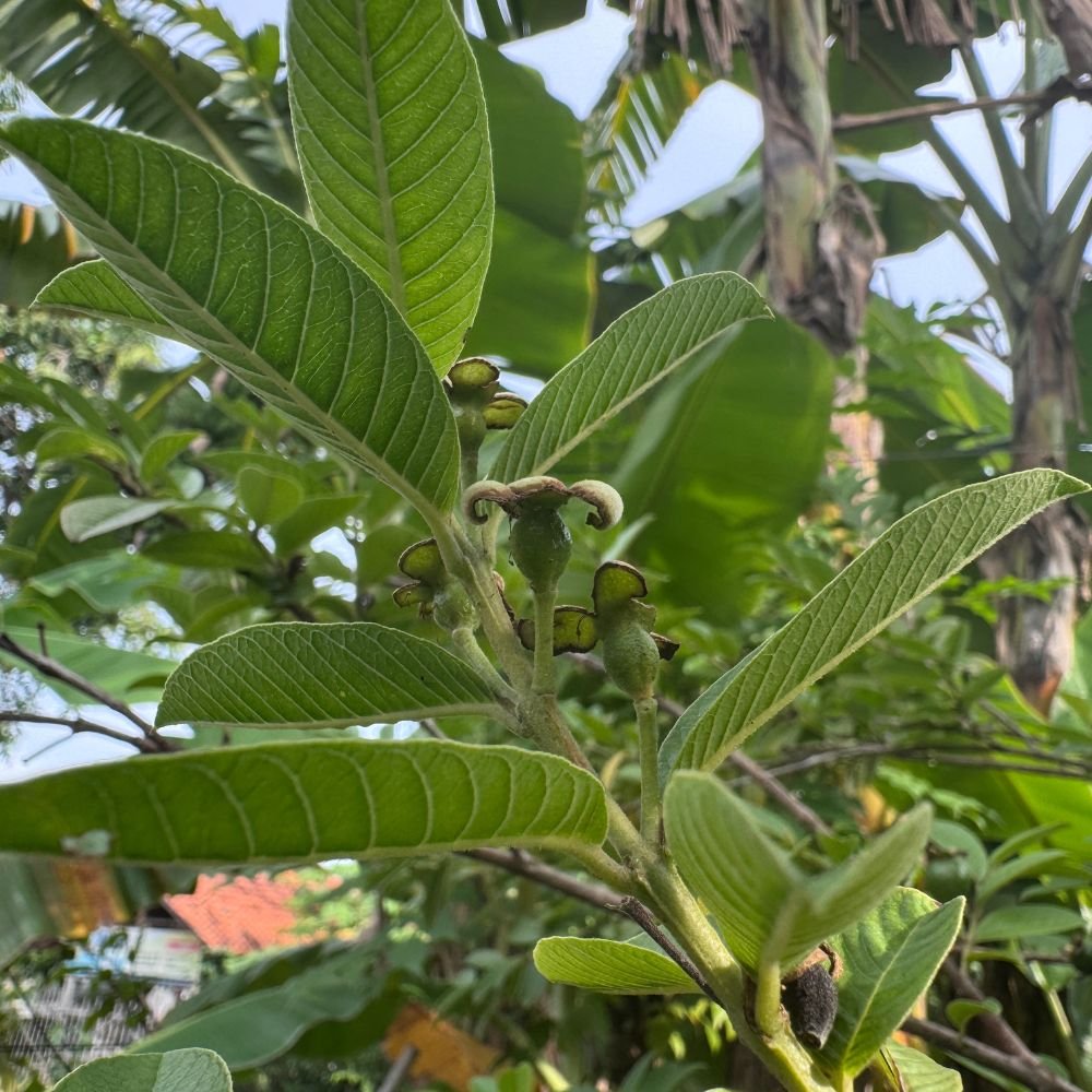 Indian Guava Plant Diacos Garden Nursery1.jpg