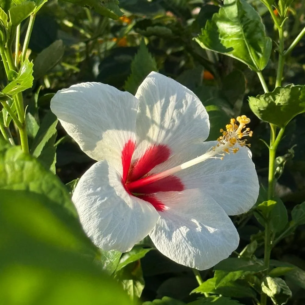 Hibiscus Rio Clara Series (pink, red, orange, white, yellow)8.jpg