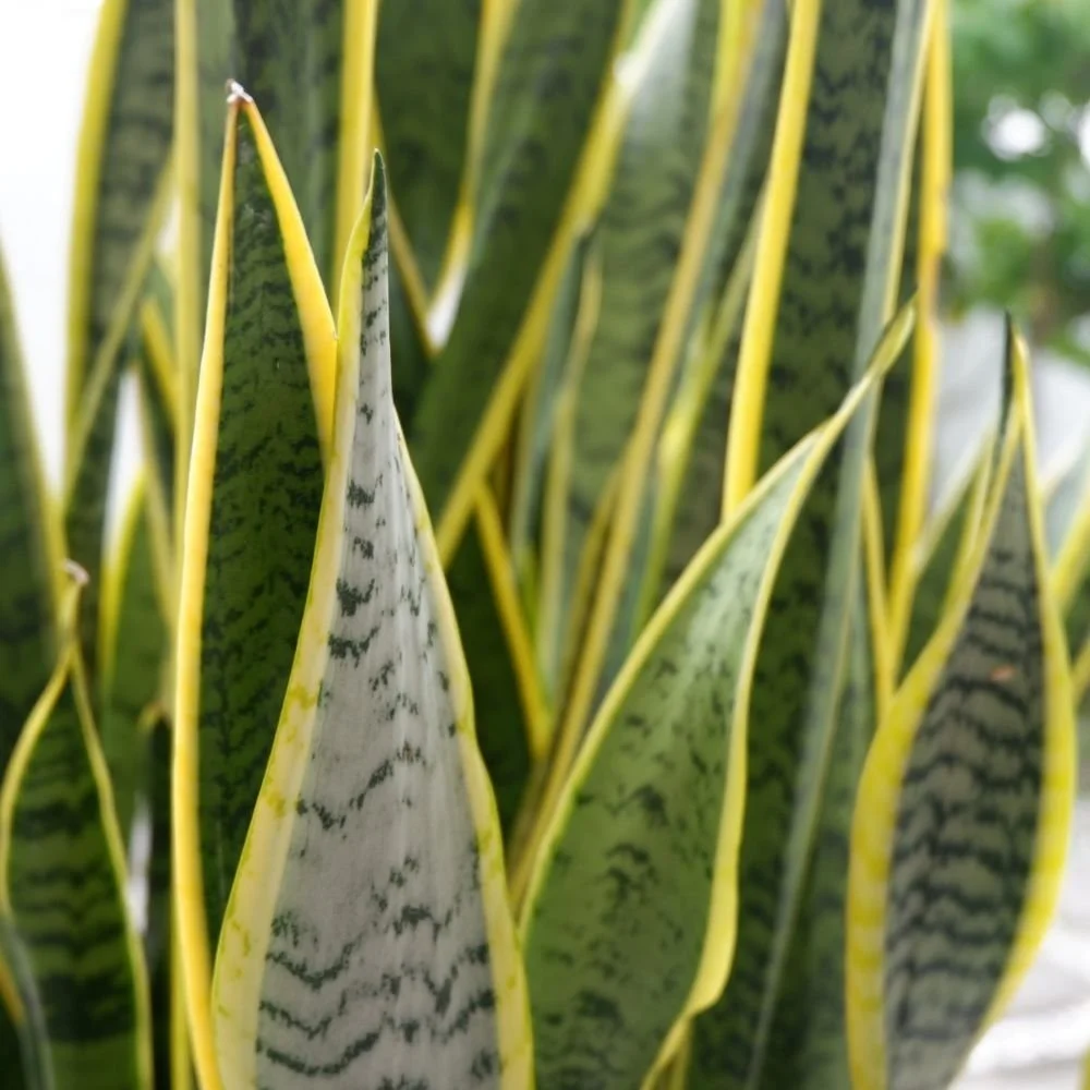 Sansevieria Mother In Law's Tongue-diacos-garden-nursery4.jpg