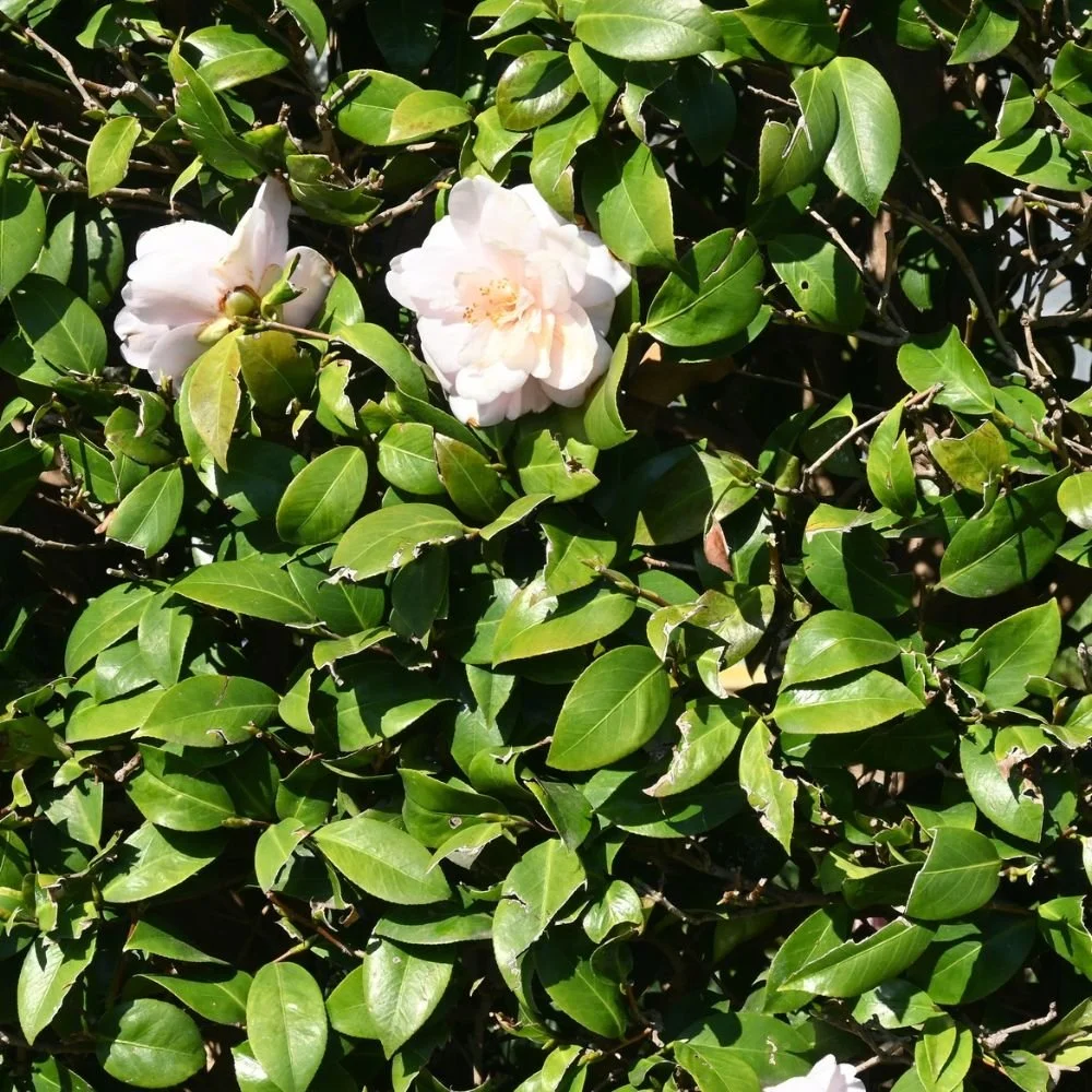 Camellia sasanqua Slimline Avalanche-diacos-garden-nursery5.jpg