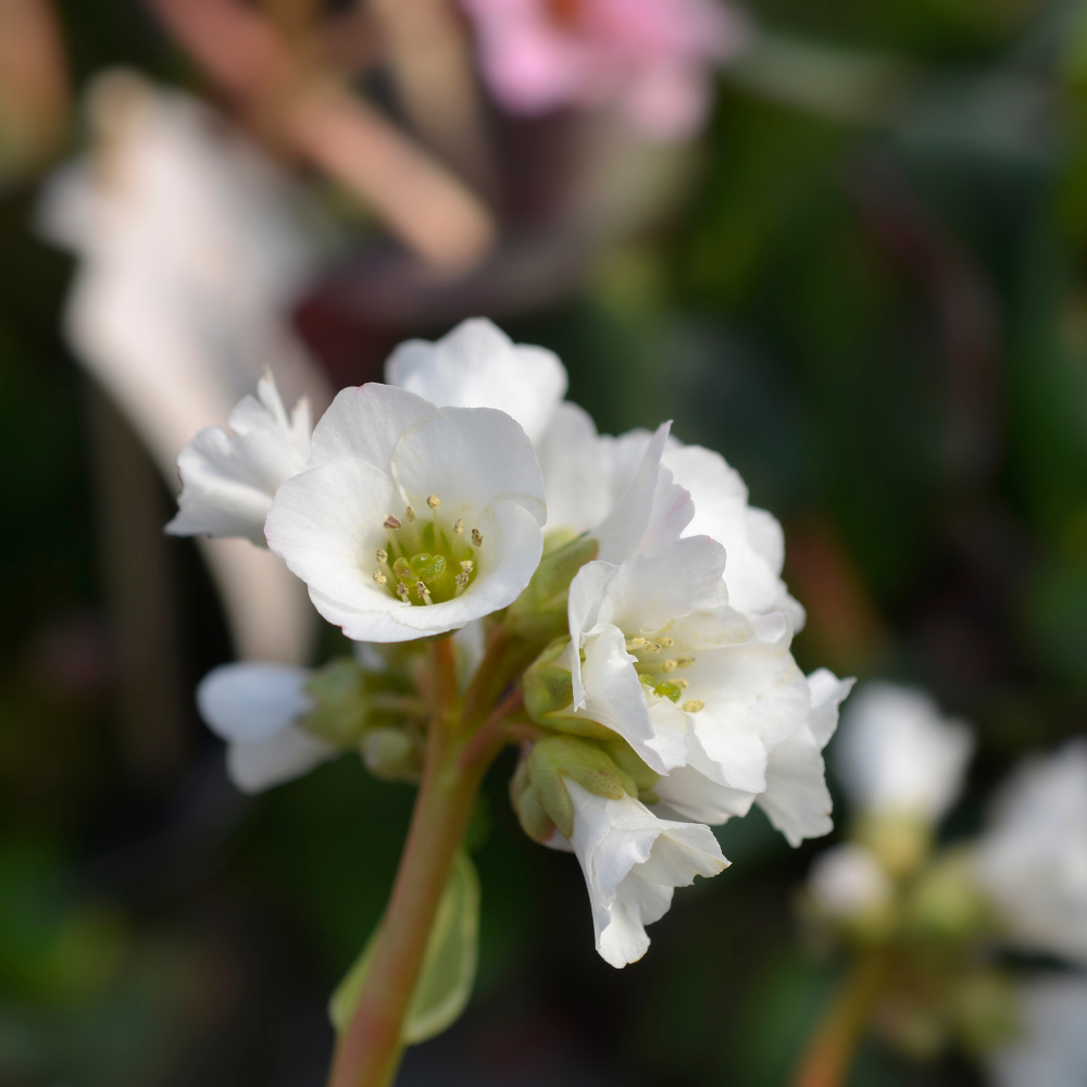 Bergenia Bressingham White3.png