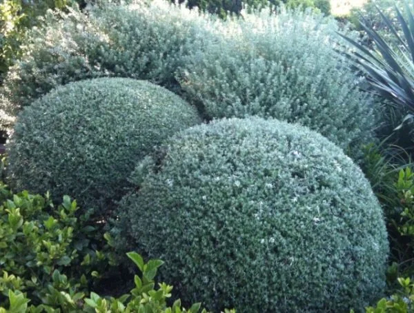 Westerngia fruitosca balls.jpeg