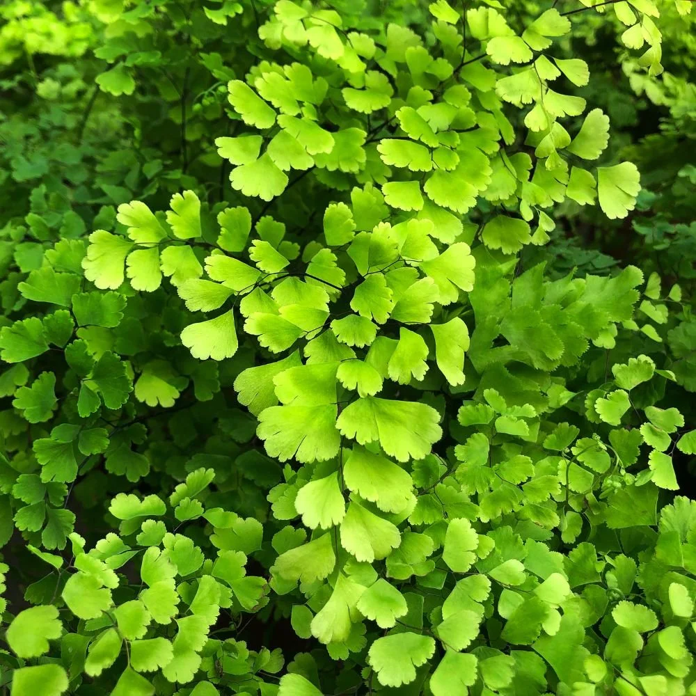 Maidenhair Fern (Fragrans)-diacos-garden-nursery3.jpg
