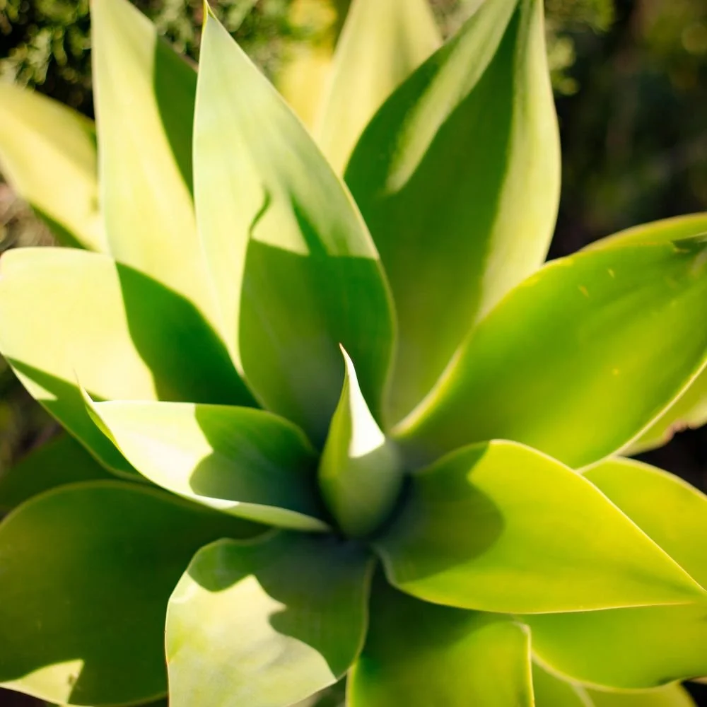 Agave Attenuata-diacos-garden-nursery4.jpg