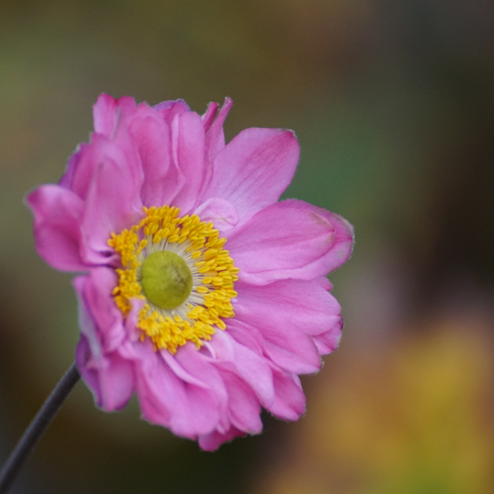 Anemone Fantasy Belle (deep pink)3.png