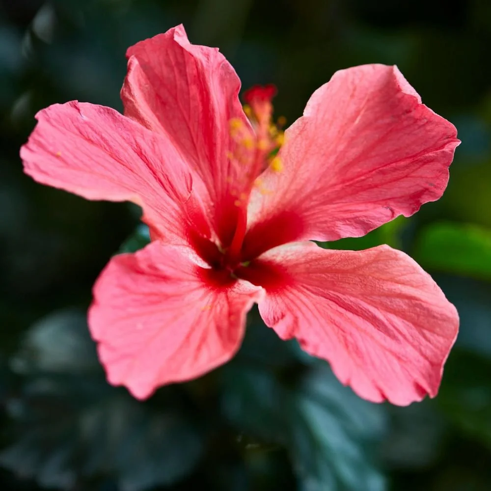 Hibiscus Rio Clara Series (pink, red, orange, white, yellow)5.jpg