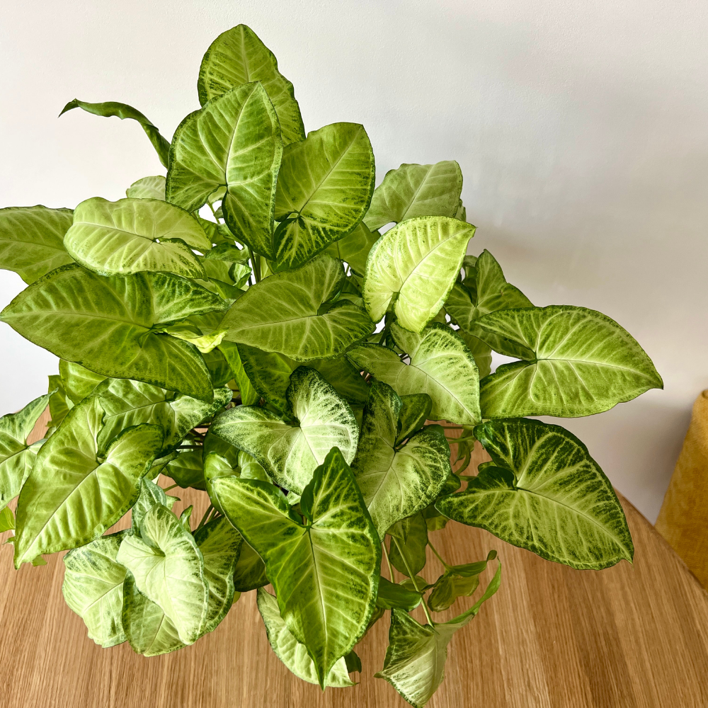 Syngonium White Butterfly1.png