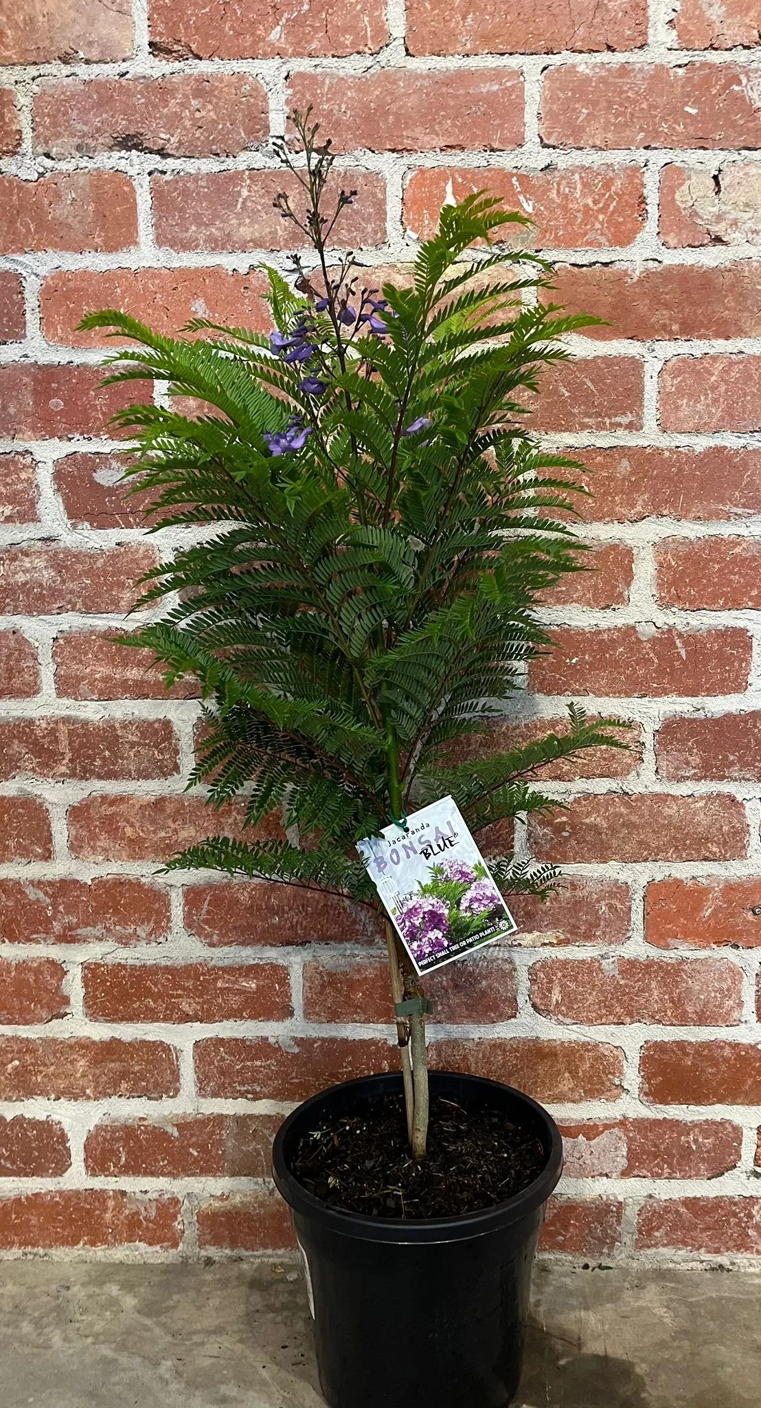 Jacaranda Bonsai Blue Small Tree / Patio Plant