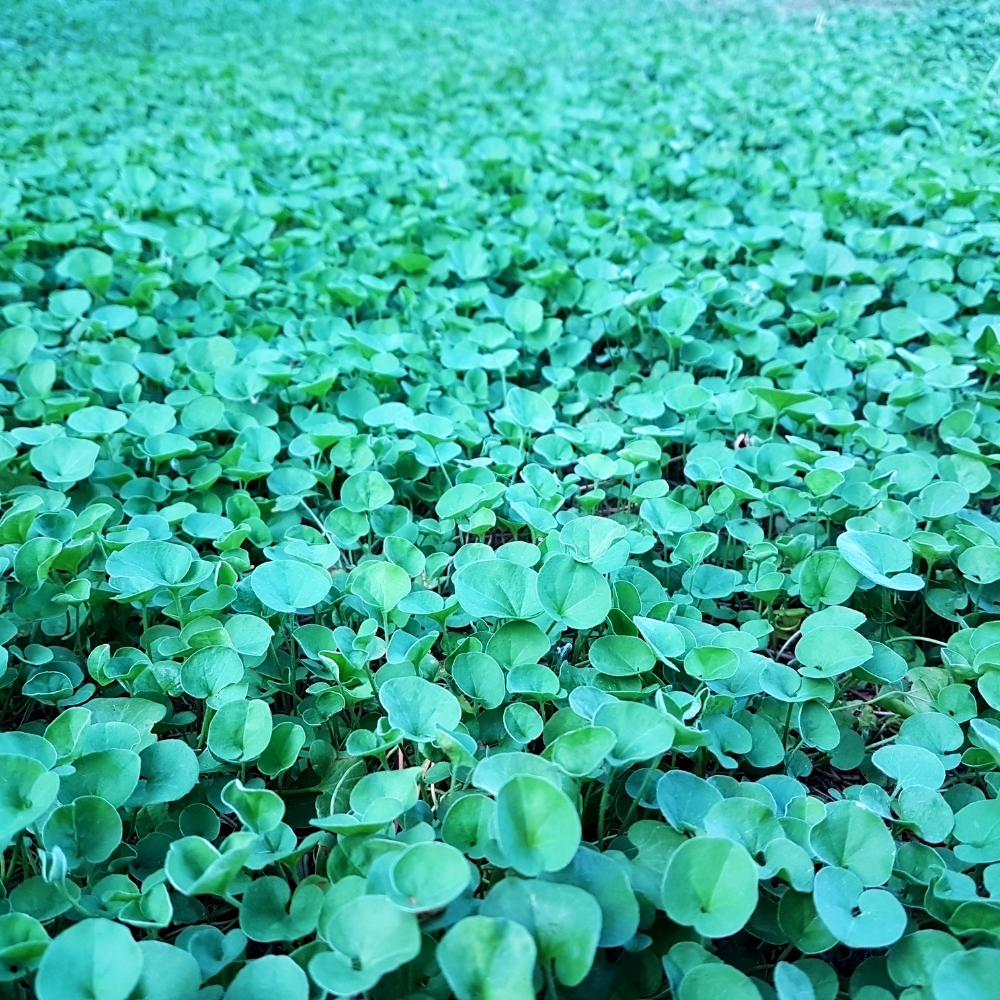 Dichondra Repens3.png